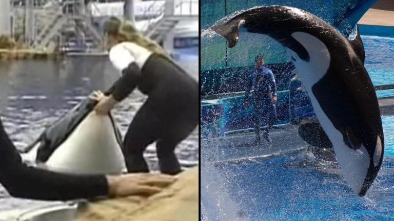Horrifying Moment Orca Came To Viewing Window With Dead SeaWorld Trainer In Its Mouth