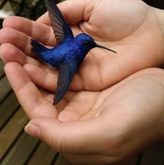A hummingbird visiting your home is often seen as a meaningful symbol, representing joy, resilience, and positive energy. Many believe it brings messages of hope, renewal, and loved ones watching over you, making the tiny visitor feel spiritually significant and uplifting.