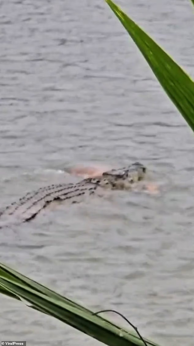 Terrifying moment crocodile drags grandfather to his death in its jaws before brave villagers charge the beast armed with sticks to free victim