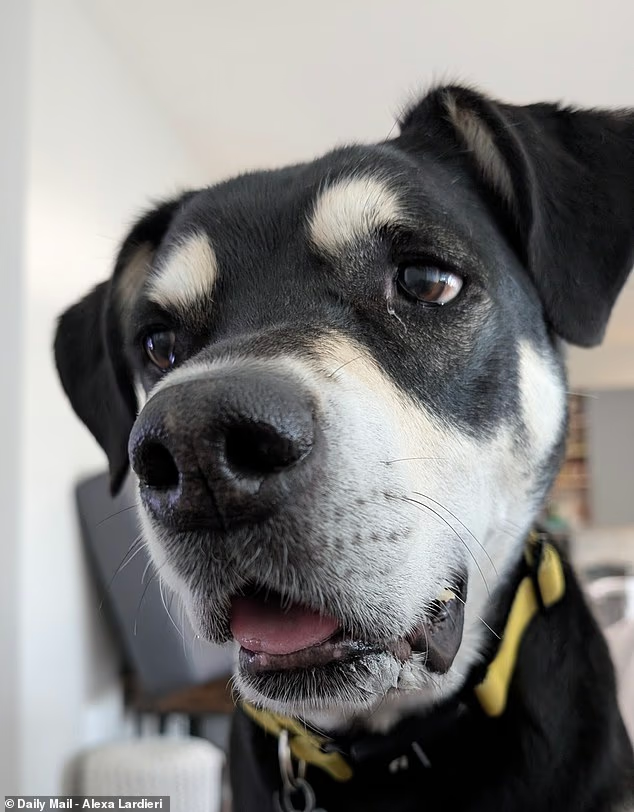 Scientists now say dogs can be autistic like humans: Here are the signs to look for in your pets