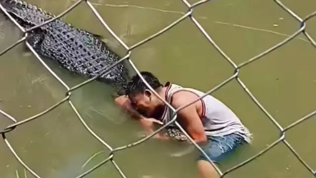 Horrific footage shows moment tourist is attacked by crocodile after climbing into enclosure