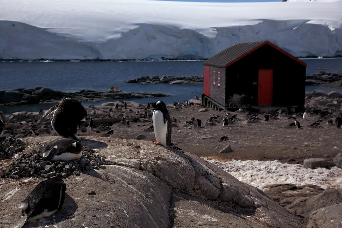 Gentoo penguins standing on rocks in front of a black hut with a red door